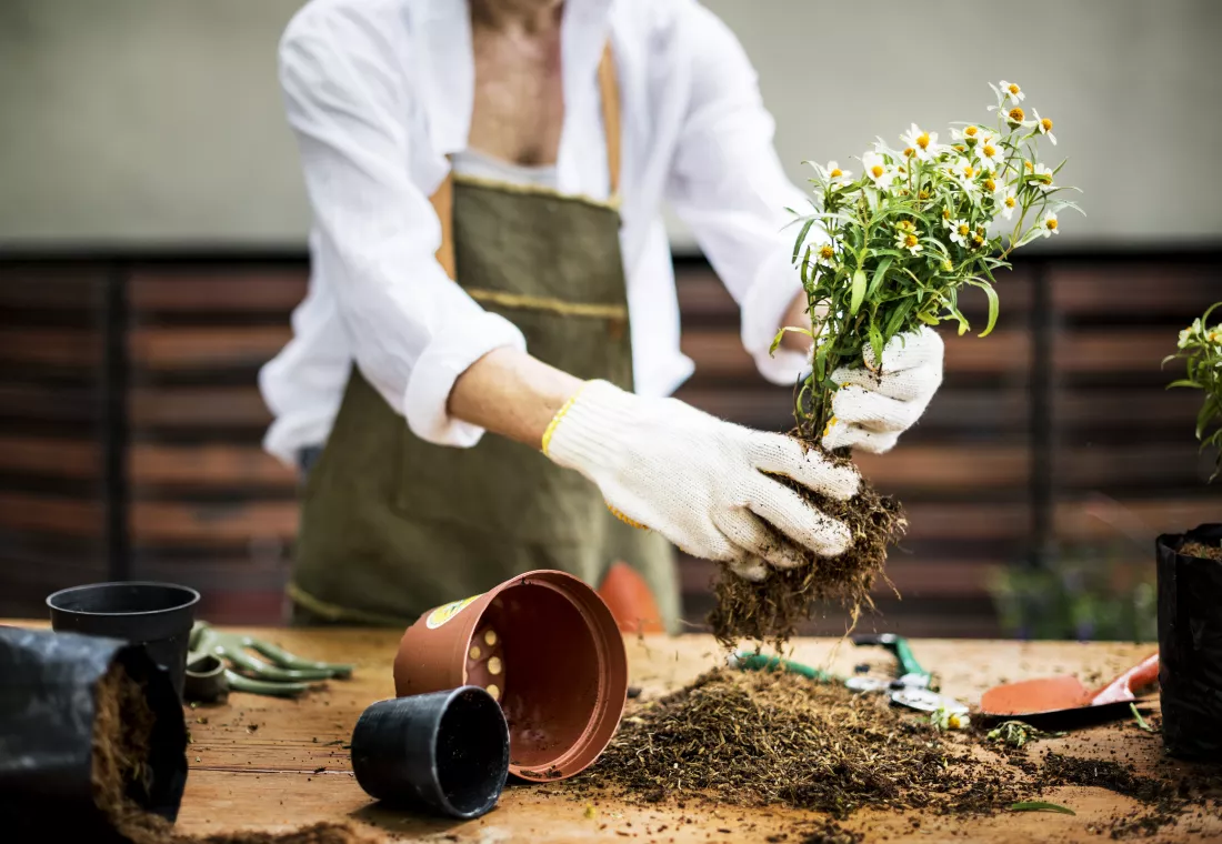 woman-is-planting-flowers