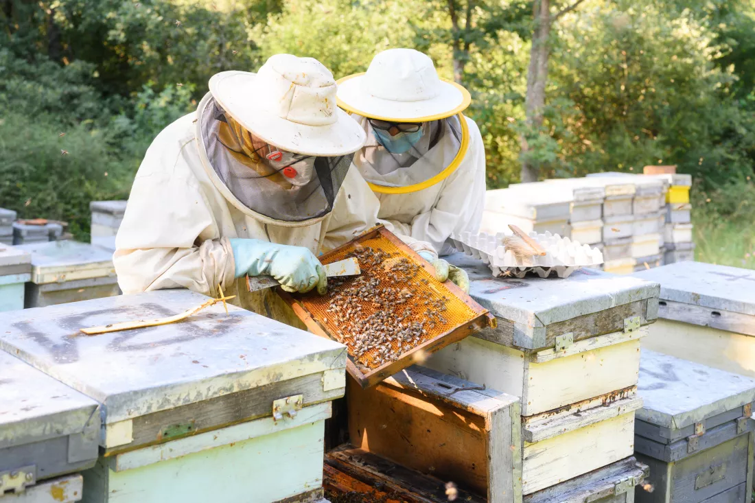 beekeeper-is-working-with-bees-beehives-apiary